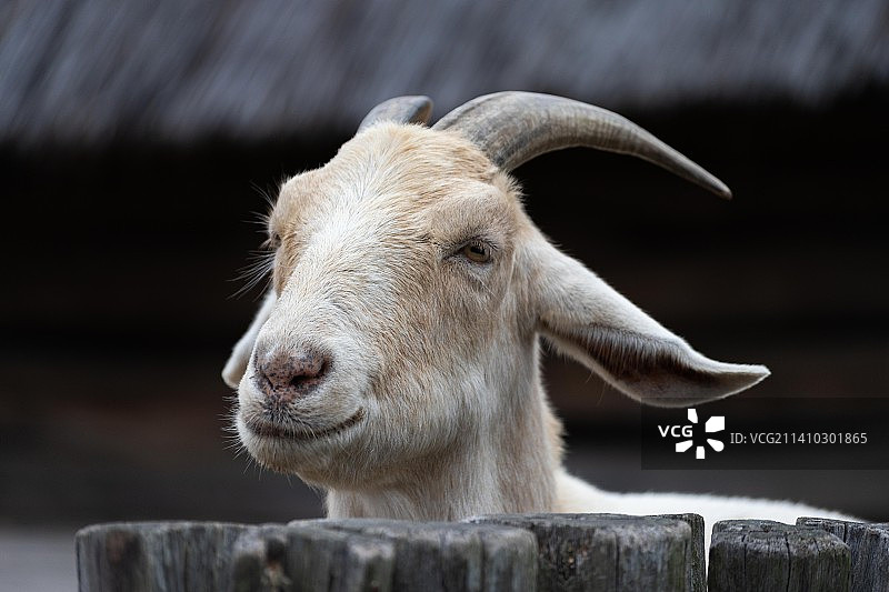 家山羊的特写，捷克共和国图片素材
