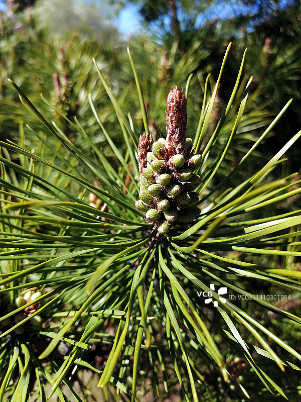 加拿大埃德蒙顿的松树特写图片素材
