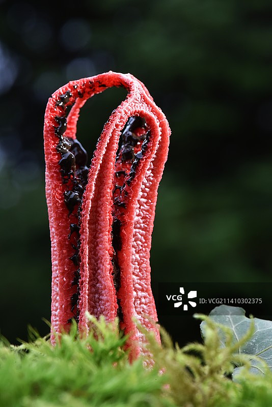 法国田野上的红色花朵特写图片素材