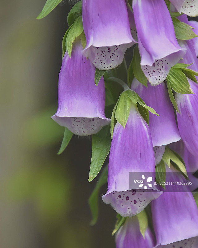 英国威特尼紫色开花植物特写图片素材