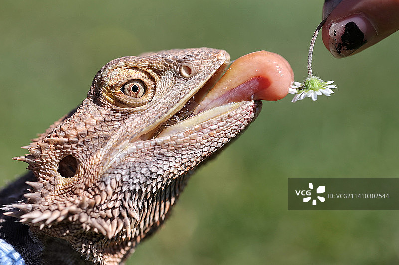 手喂胡须蜥蜴特写，德国皮尔马森斯图片素材