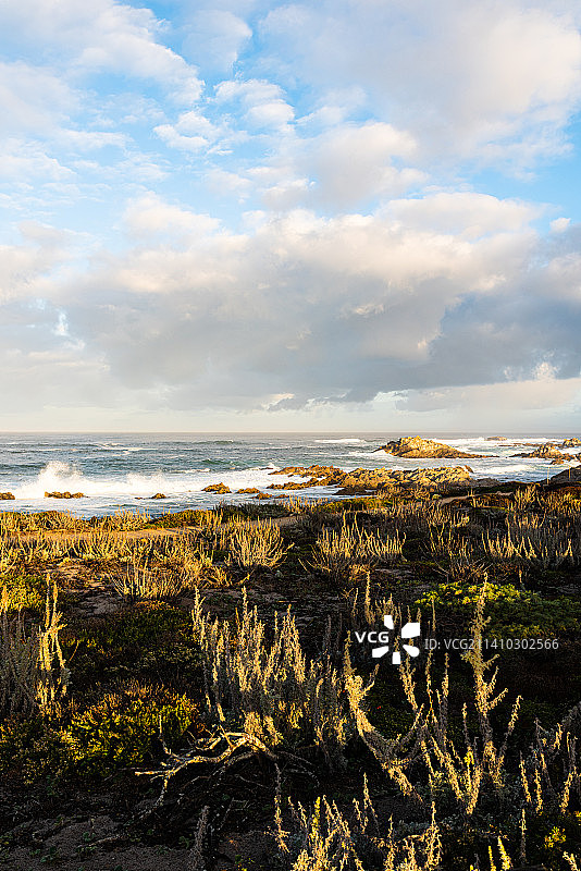 加利福尼亚太平洋格罗夫沐浴在晨光中的植物，背景是海洋和多云的天空图片素材