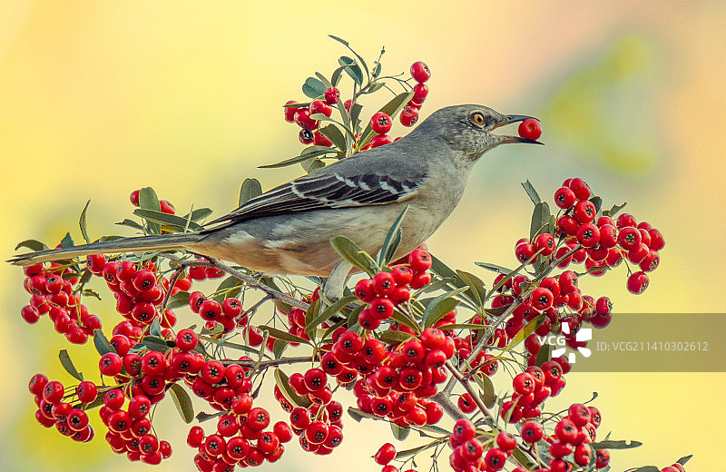 鹎鸟与柿子图片素材