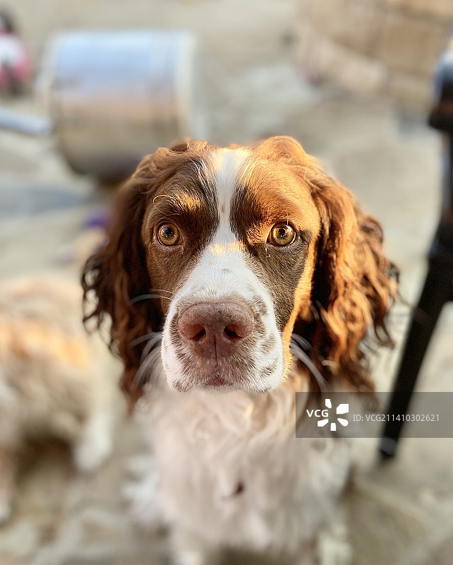 英国激飞猎犬的特写肖像，美国得克萨斯州沃斯堡图片素材