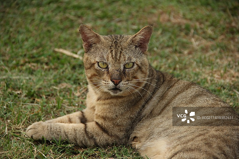在印度尼西亚户外草地上盯着镜头的猫图片素材