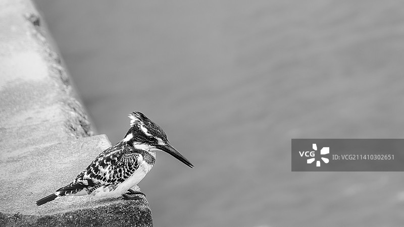 南非克鲁格国家公园栖息在岩石上的翠鸟特写图片素材