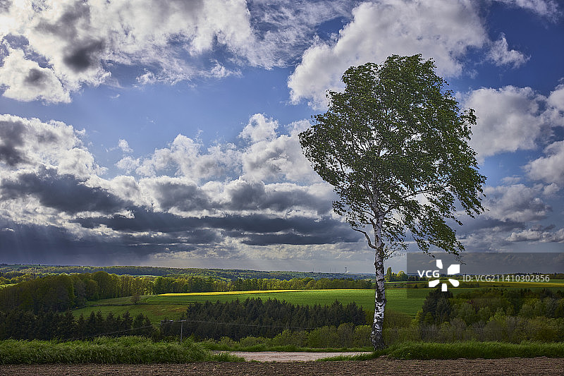 德国皮尔马森斯温泽尔的田野树木图片素材