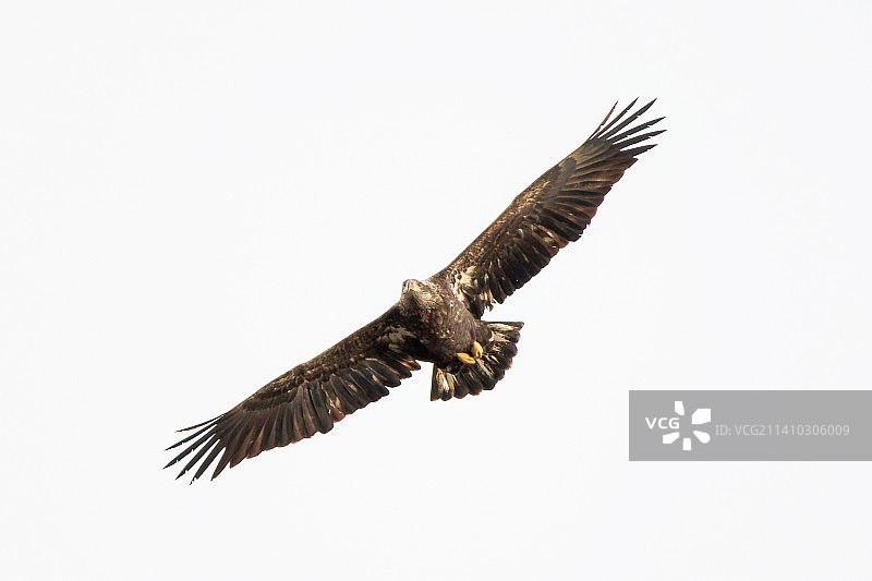 仰视白云飞过晴朗的天空图片素材