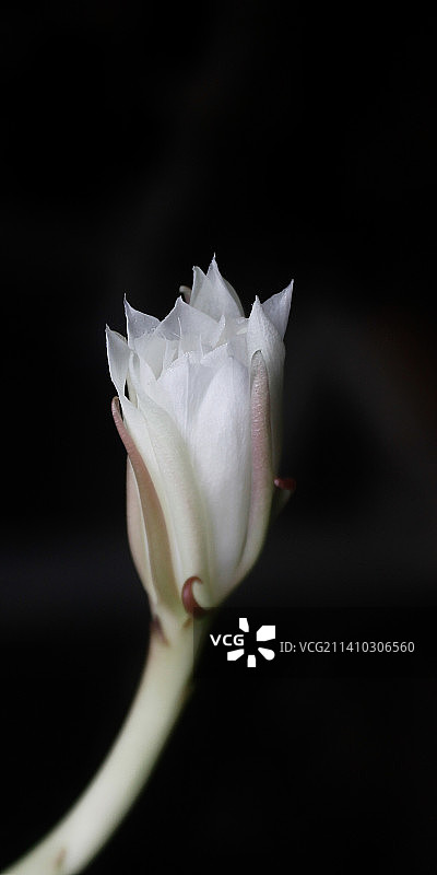 黑色背景下的白色玫瑰特写，印度尼西亚图片素材