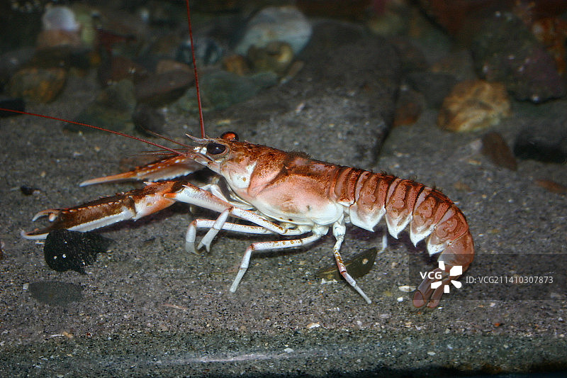 挪威Havnegata的树叶上的昆虫俯视图图片素材