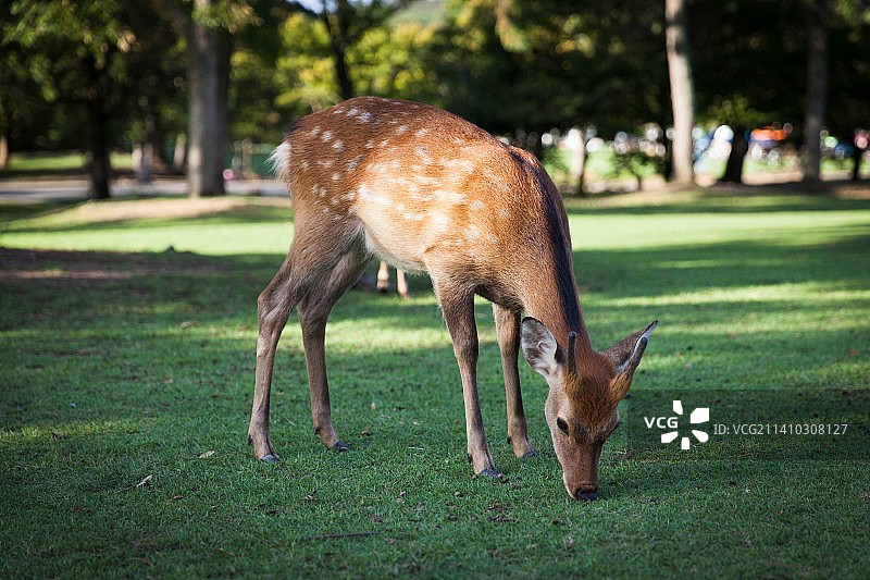 两只白色生物站立在中国田野上图片素材