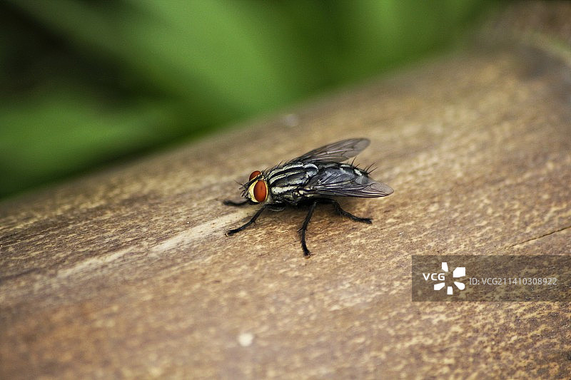 木头上的苍蝇特写图片素材