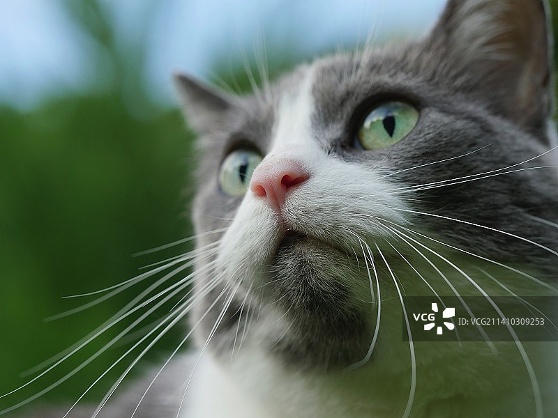 猫看向别处的特写图片素材