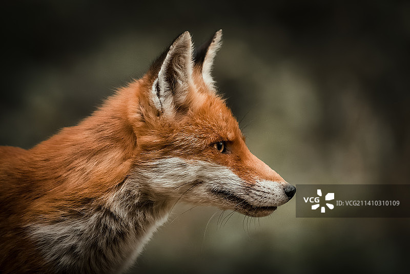 匈牙利红色狐狸侧面特写图片素材