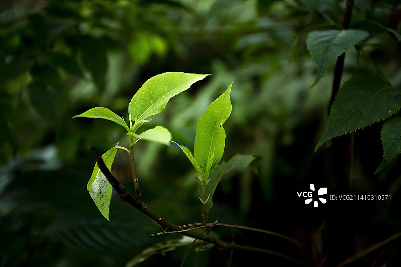 越南新鲜绿叶特写图片素材