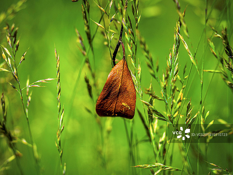 蝴蝶在植物上，罗马尼亚特写图片素材