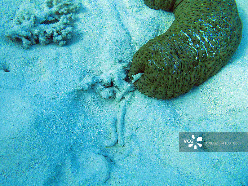 海滩上沙滩上的海龟高角度视图图片素材
