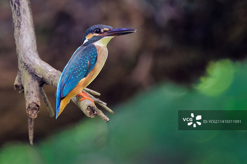 中国香港树枝上栖息的翠鸟特写图片素材