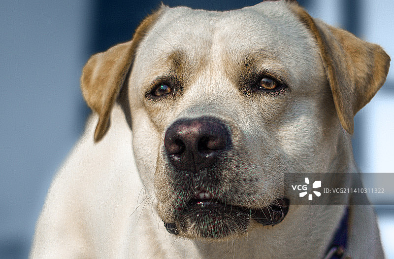 拉布拉多寻回犬特写图片素材