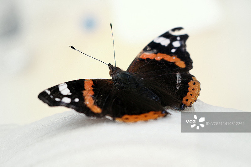树叶上的蝴蝶特写图片素材