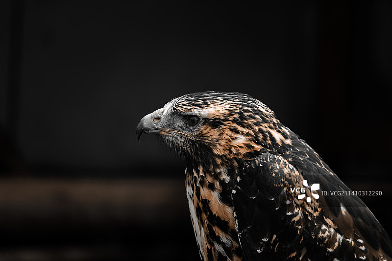 老鹰特写，德国弗莱森自然野生公园图片素材