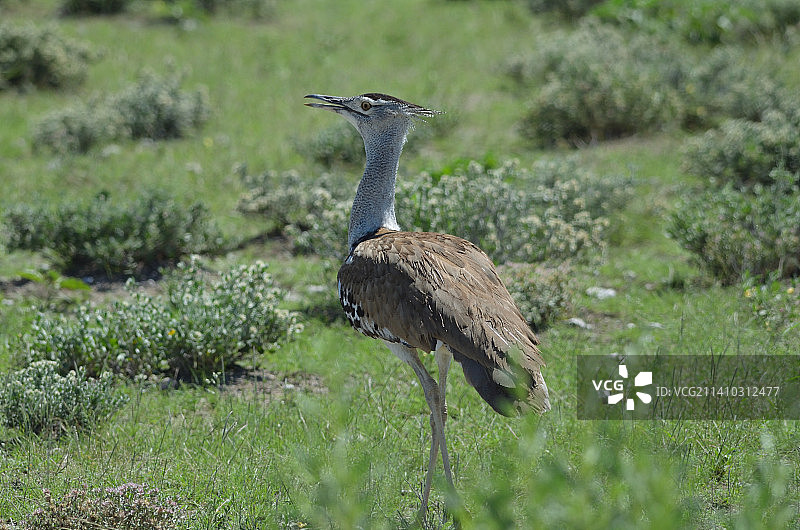 埃托沙国家公园的柯里鸨特写图片素材
