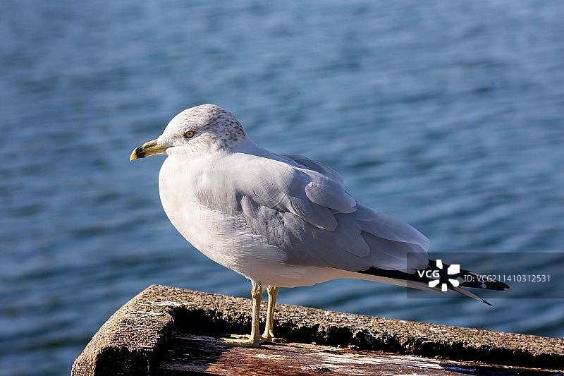 海鸥栖息在海上，渥太华，安大略省，加拿大图片素材