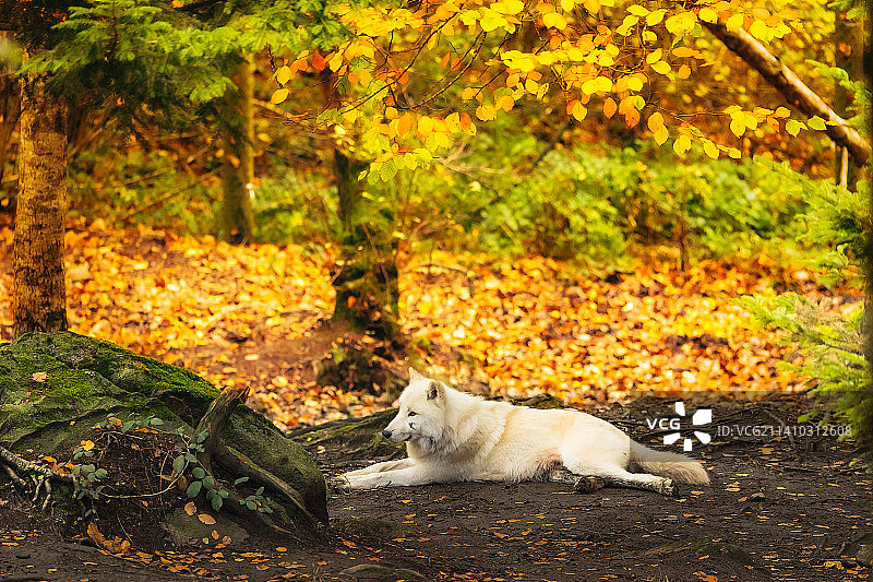 带有战争印记的加拿大狼图片素材