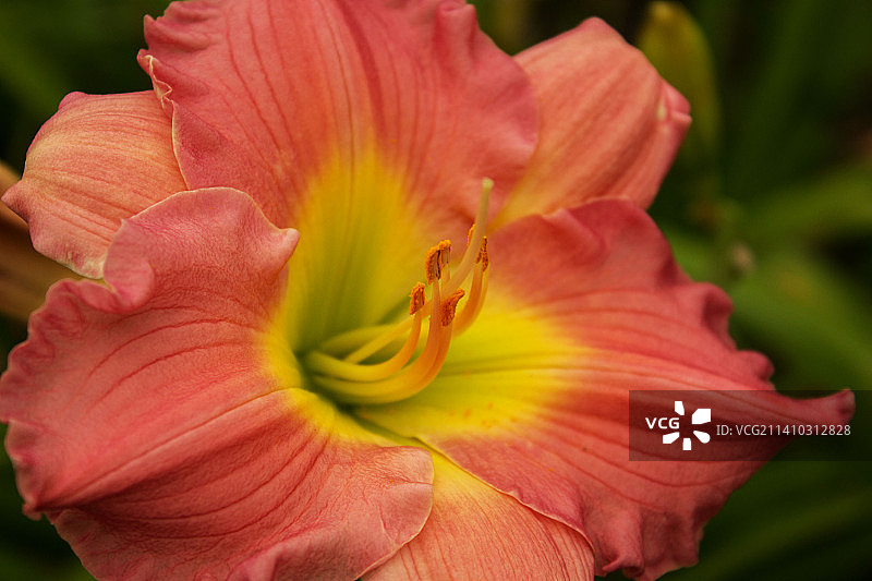 粉色花朵的特写，美国伯尔纳植物园图片素材