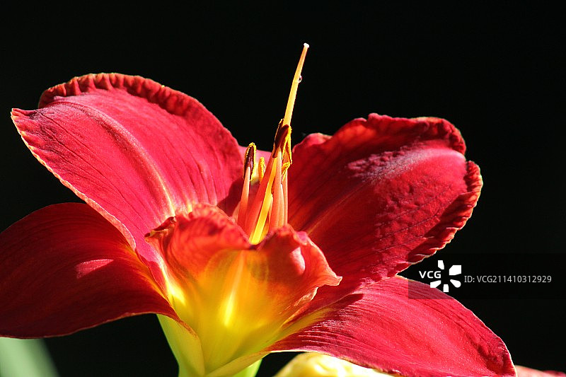 黑色背景下的红色百合花特写，加拿大多伦多图片素材