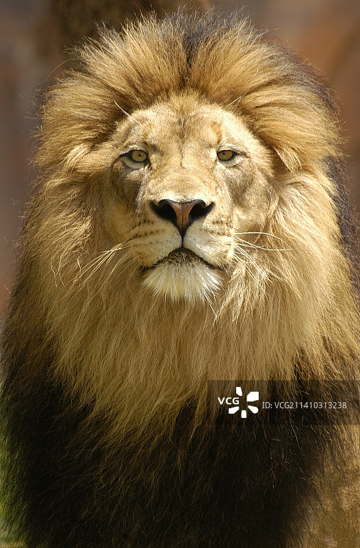 狮子特写肖像，美国加利福尼亚州圣地亚哥图片素材