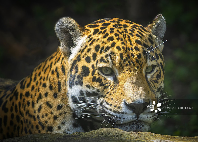 美国迈阿密动物园豹子的特写图片素材