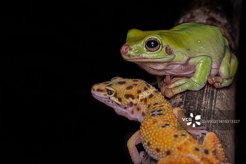 在黑色背景下，青蛙在木头上的特写图片素材