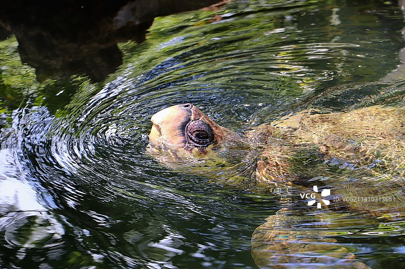 高角度拍摄的在湖中游泳的大象图片素材