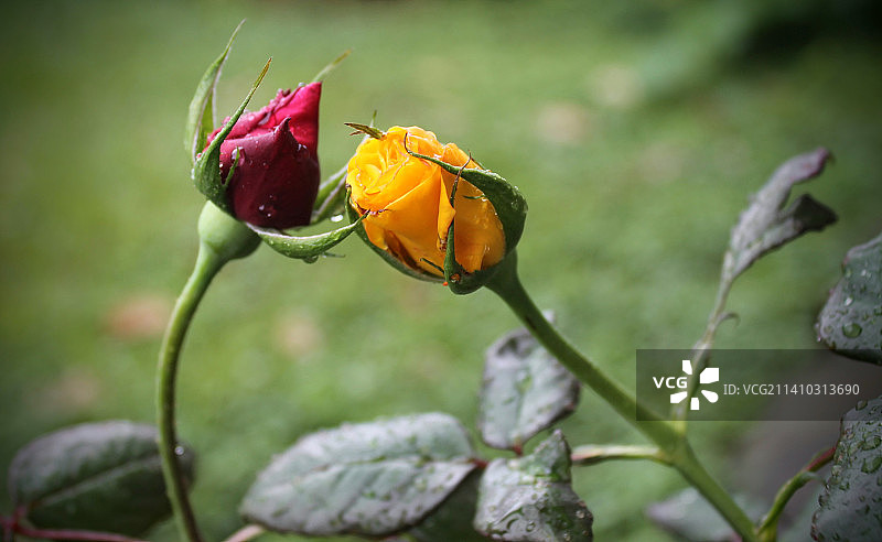 哥斯达黎加玫瑰植物特写图片素材