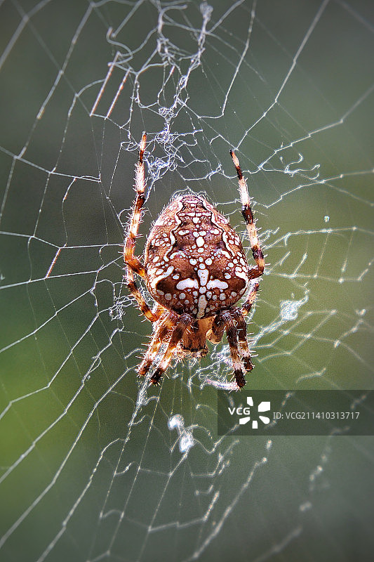 蛛网上的蜘蛛特写图片素材