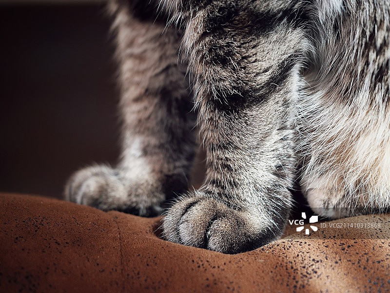 睡觉的狗的特写图片素材