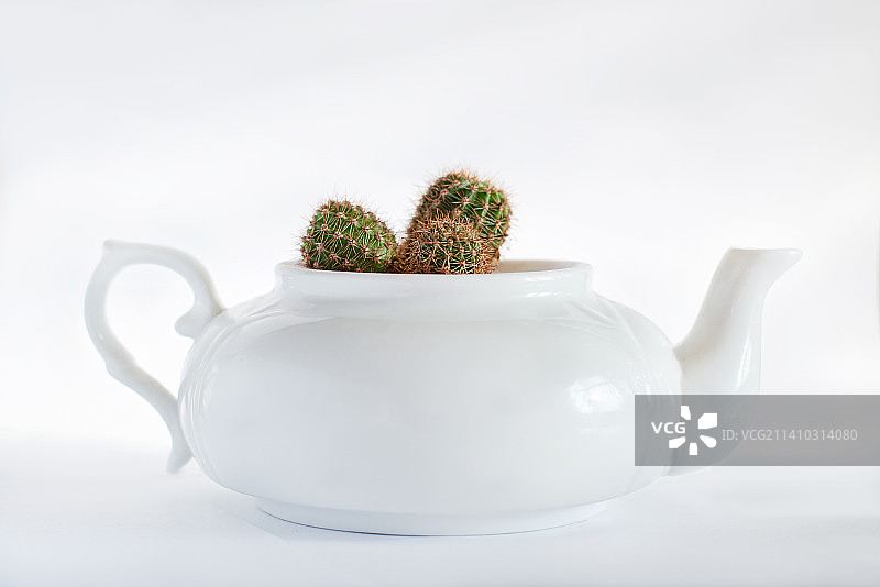 阿尔及利亚阿尔及尔白色背景下的仙人掌特写图片素材