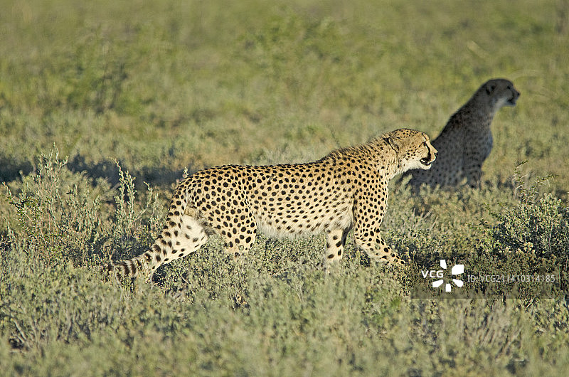 猎豹在田野上行走的侧面照，纳米比亚图片素材
