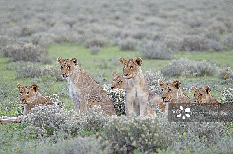 纳米比亚的狮子家庭图片素材
