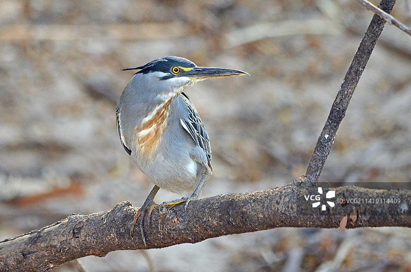 苍鹭栖息在树枝上的特写图片素材
