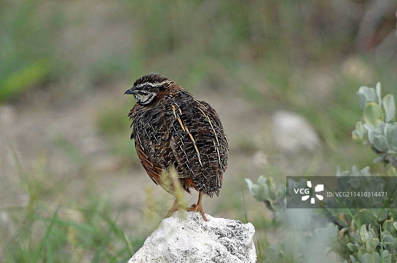 鹌鹑栖息在白色岩石上特写，绿色背景图片素材