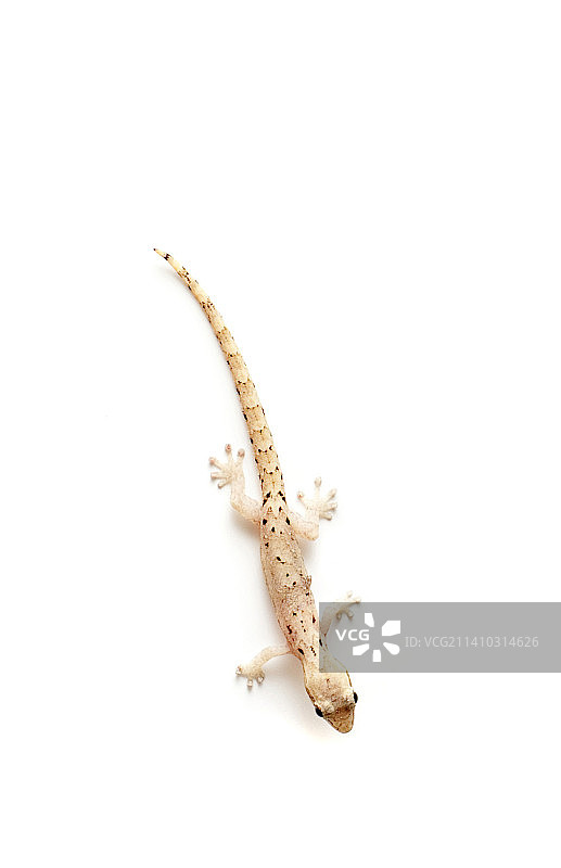 白色背景上的壁虎高角度视图图片素材