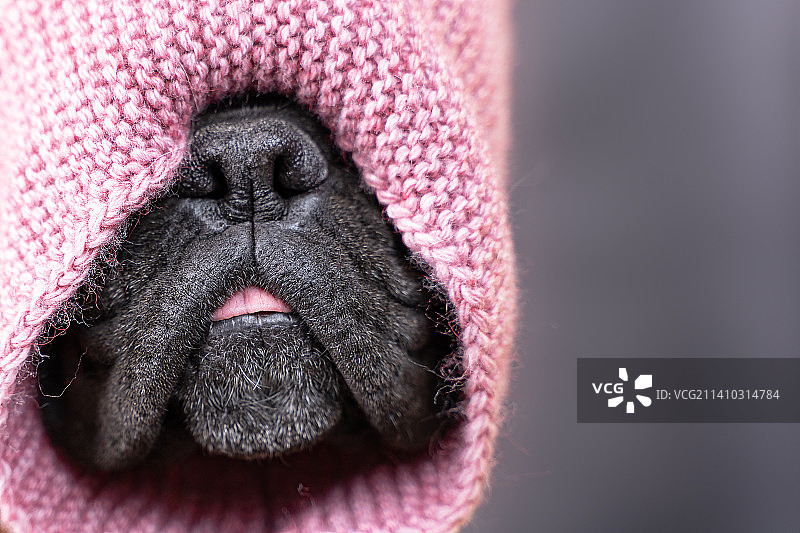 戴着针织围巾的德国拳师犬口鼻正面照图片素材