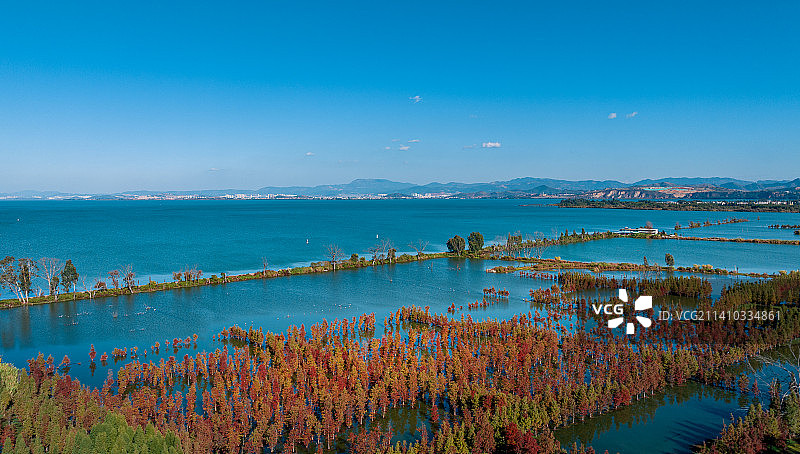 初冬时节的南滇池国家湿地公园图片素材