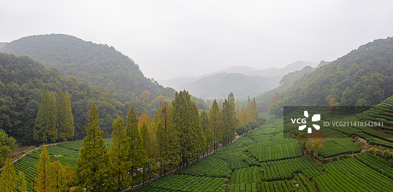 杭州市西湖龙井茶园梅家坞秋色图片素材