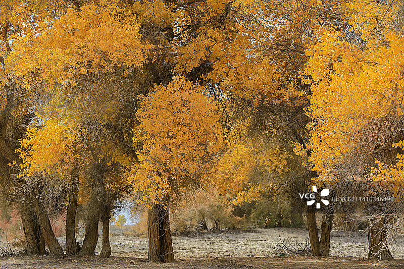 塔里木胡杨图片素材