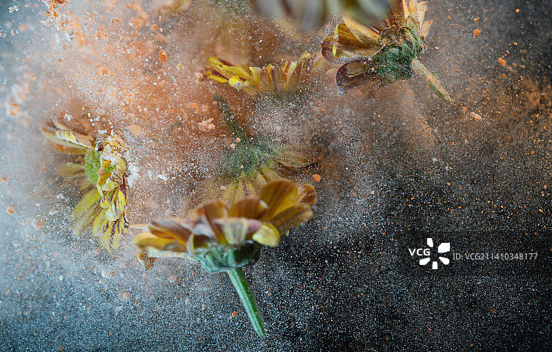 菊花和粉末在黑色背景上跳起来高速棚拍广告素材图片素材