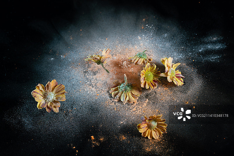 菊花和粉末在黑色背景上跳起来高速棚拍广告素材图片素材
