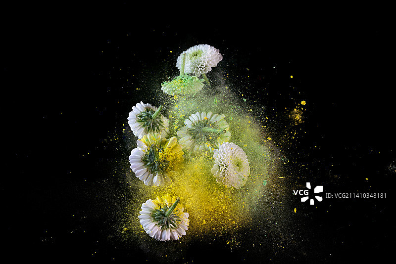 菊花和粉末在黑色背景上跳起来高速棚拍广告素材图片素材